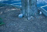 Hidden Camera Landscape Stone - Battery Operated